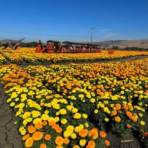 Meet your Posher, Ann